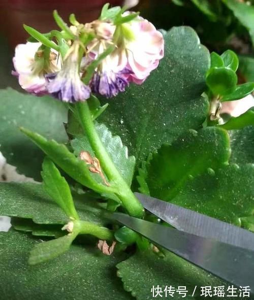 养分|长寿花开完花别偷懒,做好这4点,还能继续复花