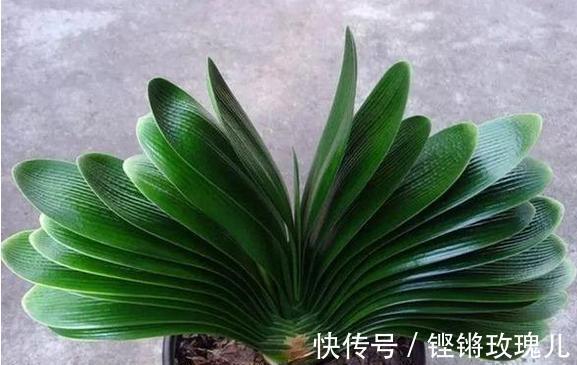 根部|不会养君子兰,记住5个技巧,盆盆长爆盆,棵棵开花艳