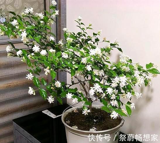 想让茉莉开花多，“3步”不能少，四季开花不间断，香味十足