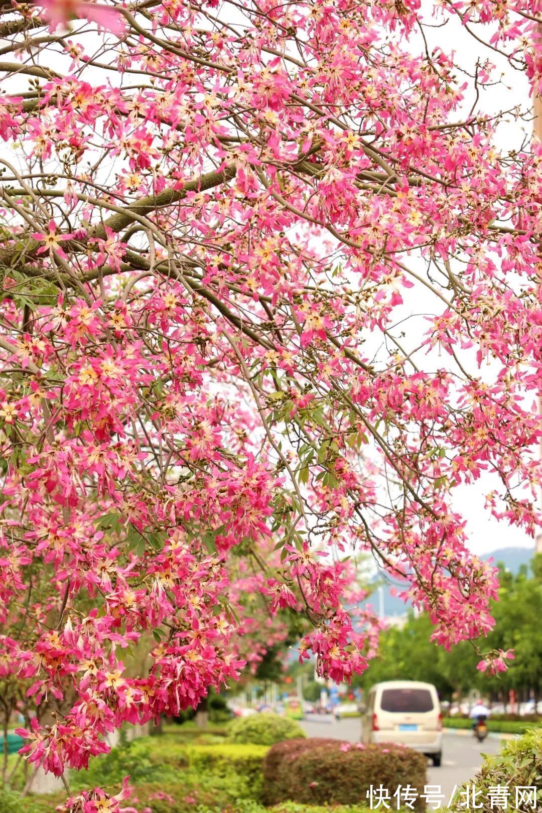 八桂|八桂秋花次第开，风卷一日香漫城