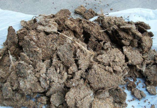 此物在农村满大街都是,却没人要,带点回家,养花的神器