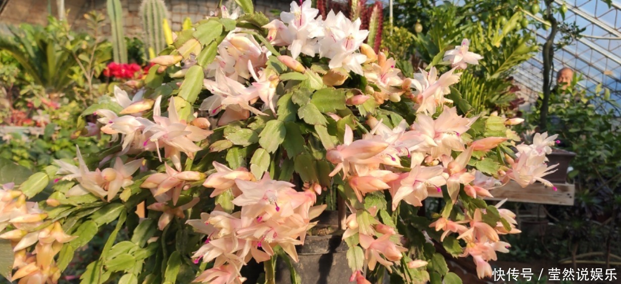 养蟹爪兰摆放“有讲究”,放到3个位置,花量小,容易落花!