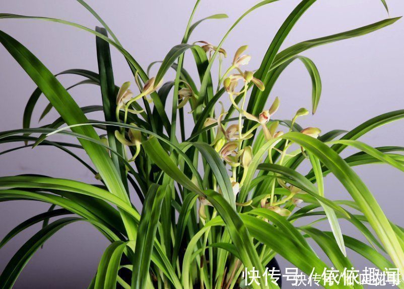 兰花|兰花施肥，掌握1句“口诀”，新芽“蹭蹭”冒，花朵“呼呼”开