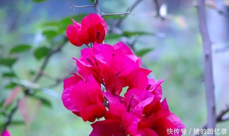 5种本木花卉,随便在家养一盆,瞬间提升档次