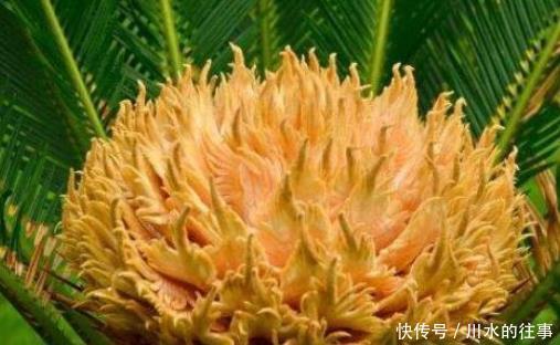 咳嗽|冬季总是容易咳嗽,此果坚持每天吃2个,清润肺部、止咳化痰