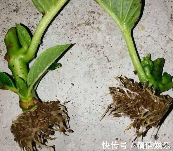 小技巧|学会3个扦插小技巧，不花钱就能养花，生根发芽快，呼呼长满盆！