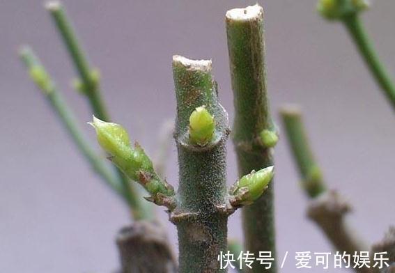 茉莉花这样养,老桩也会连续开花