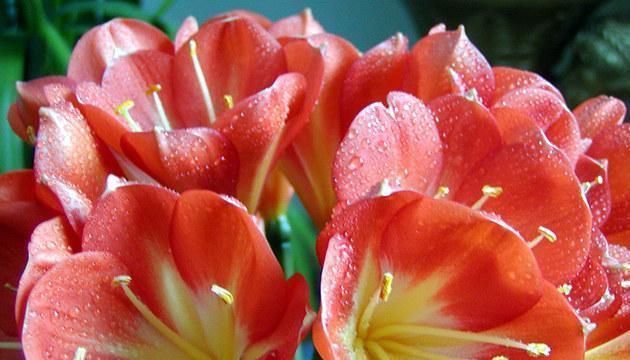 “2种水”浇君子兰，“大白根”蹭蹭冒，叶片绿油油，花朵鲜艳