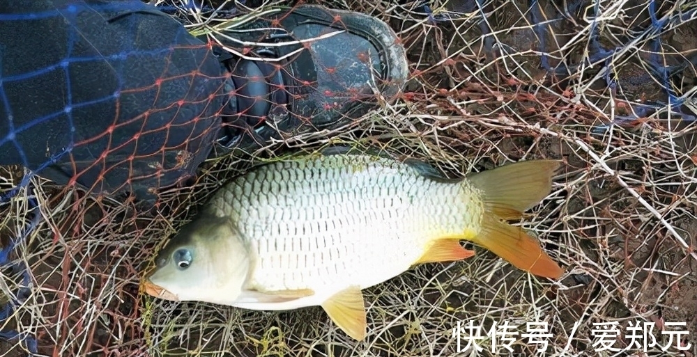 冬钓|一说冬钓，就是鲫鱼，试试这几种目标鱼，冬季给口也很好