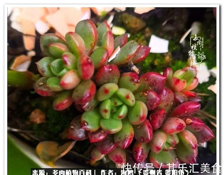 胧月,它生了一场大病!