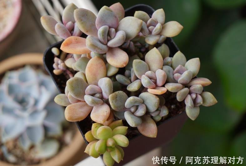 小白养多肉,不用瞎折腾,盆栽这5款,漂亮、落地就生根
