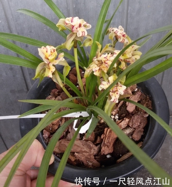 它是春兰最美“牡丹”,朵型硕大,气势磅礴,曾卖到30万一苗