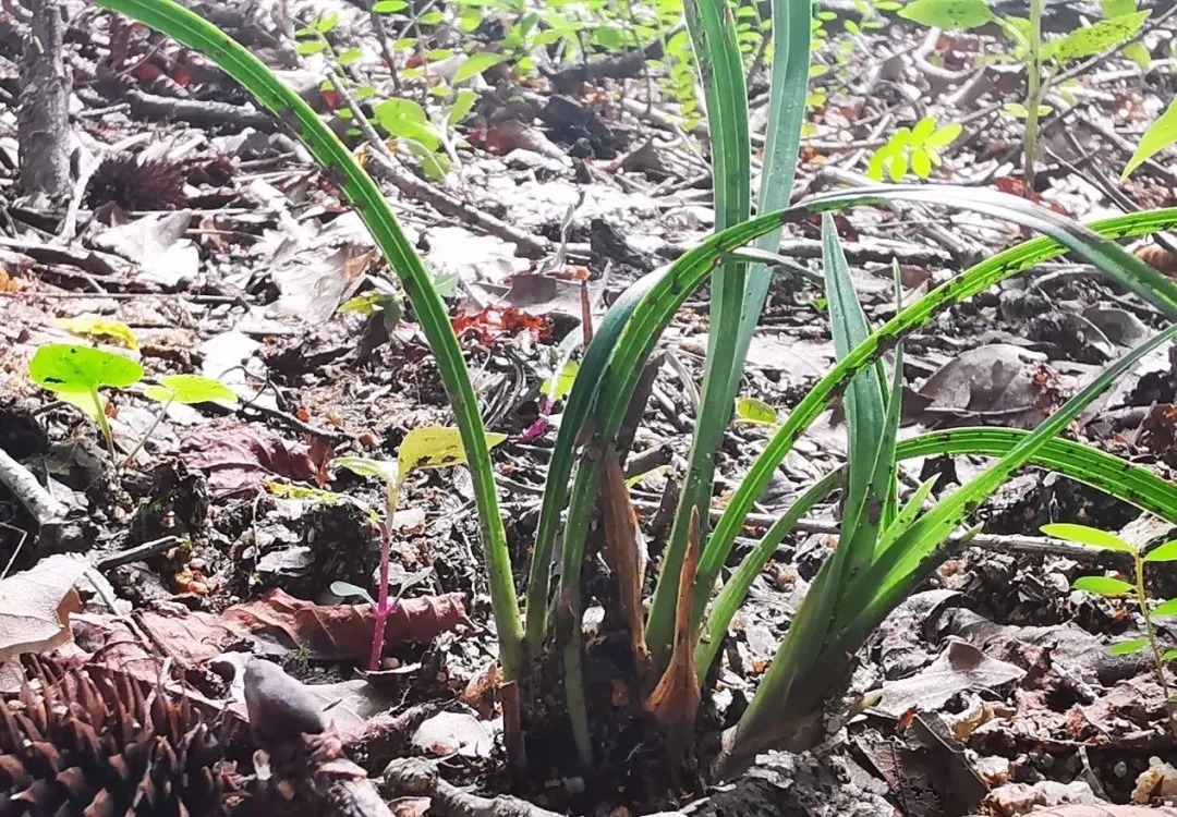 野生|家养兰花常发病，为什么野外的兰花病害少？兰友一语道破玄机