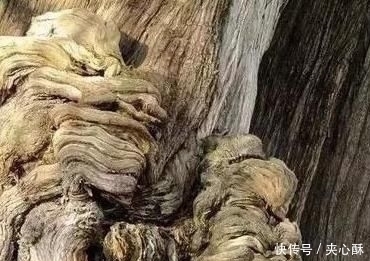 饮食习惯|老年痴呆经典测试图这张图中有一只猫，我猜你百分之百找不到