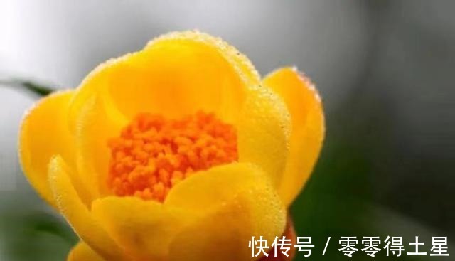 此花是我国独有，被誉为“皇帝花”，随便一开就值千金，营养丰富！