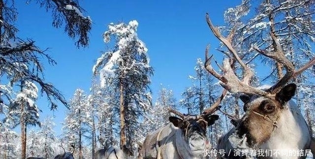 俄罗斯气温最低的地区，低至零下71度，当地人是如何生活的？