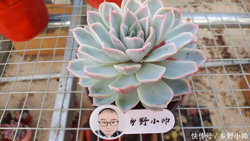 怎样养好小苗,做好以下3点,颜色即漂亮状态也美