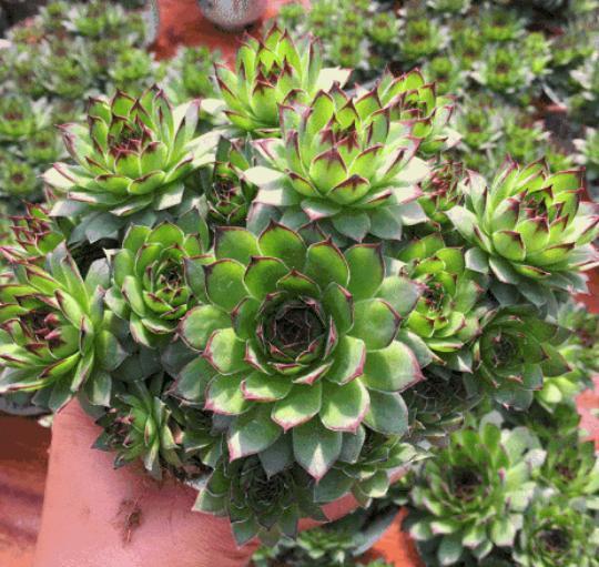 高温天气养观音莲,3个小技巧,侧芽不断长,1个月就爆满盆