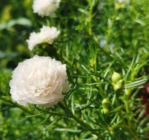 这三种花，一定要舍得晒，越晒越长花苞！