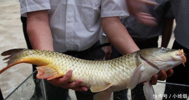 曾位列“四大名鱼”,如今却沦落到卖不动,无人愿吃,到底为啥