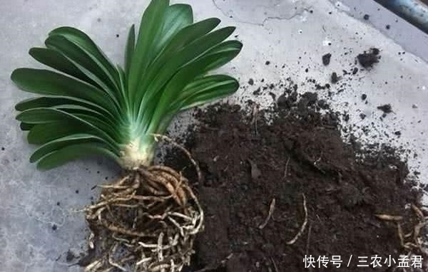 君子兰|君子兰烂根怎么办 用这两个方法, 就不怕烂根了