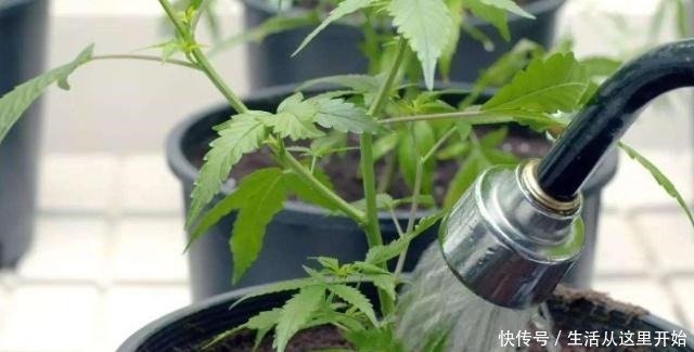 90%花都是因为浇水而枯萎，老农也不例外，新手养花必看的技巧！