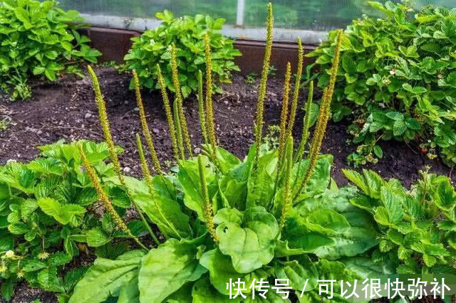 女性|为啥妇科炎症总反复坚持用它泡水喝,可能将炎症“拒之门外”