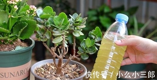 枝条|立秋后养长寿花，3步别落下，还能长成小花树，繁花似锦爆棚惊人