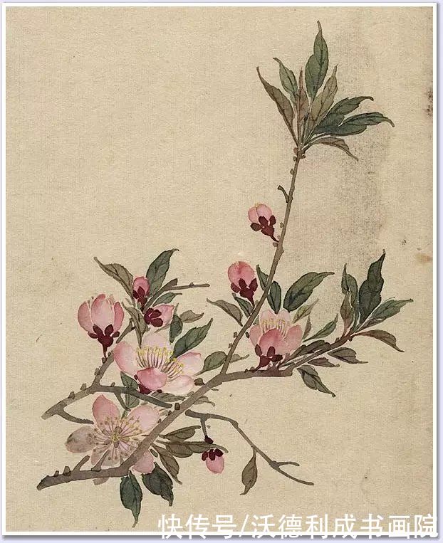 画菊|没骨百花图欣赏，美到骨子里