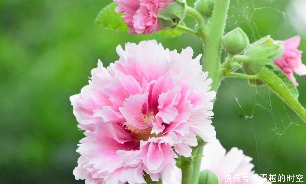 此花才是真正的“长寿花”，1粒种子埋土里，一活就是50年