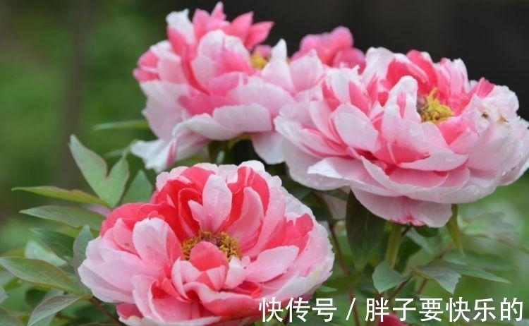 木香花木香花|庭院选这几款花，花姿妖娆，花开娇艳美不胜收，一年四季都赏花