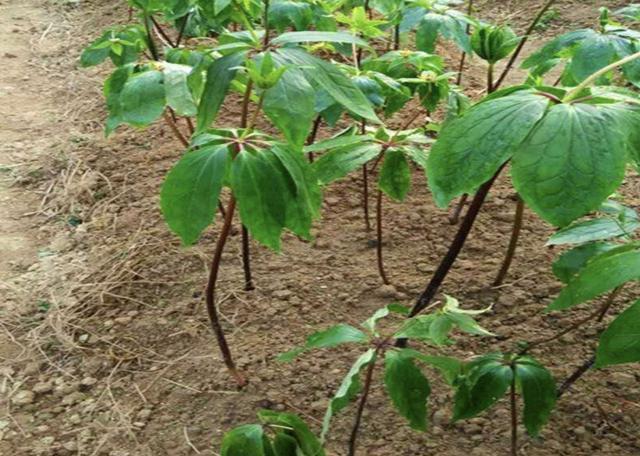 阳台上|“珍贵”的1种野草,在竹林里“不显眼”,殊不知,280元1斤