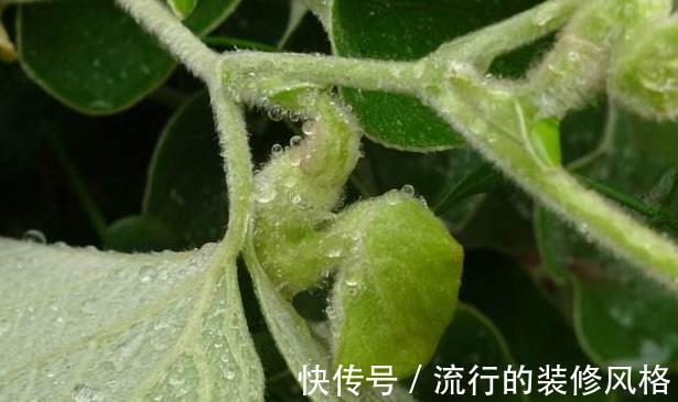 泡酒|农村最为神奇的野草,用它泡酒可以预防疾病,可祛湿缓解关节疼痛