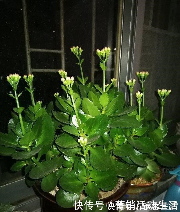 花花|3种花不能养老桩，开花越来越少，最后只剩光杆！