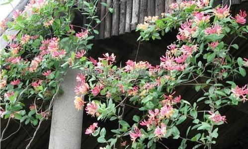 香味|别再养绿萝了,此花香味浓郁,花型独特,阳台再小都要养一棵