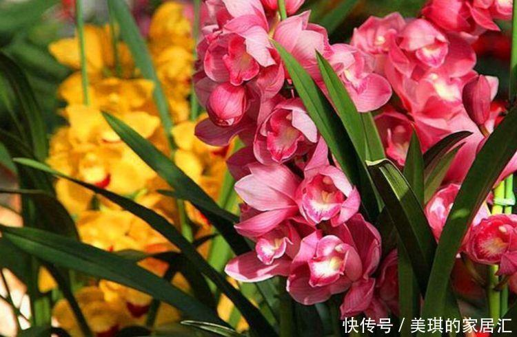 牡丹花|几种花超好养,丢土里就能活,一年多次开花,极为美丽