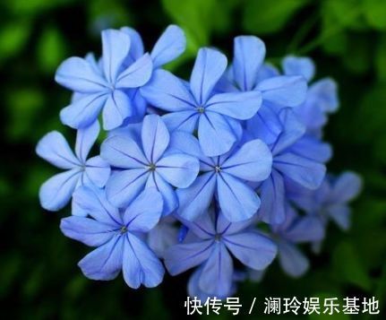 植物|适合冬天养的植物,好养易打理,长得快,枝繁叶茂开花多