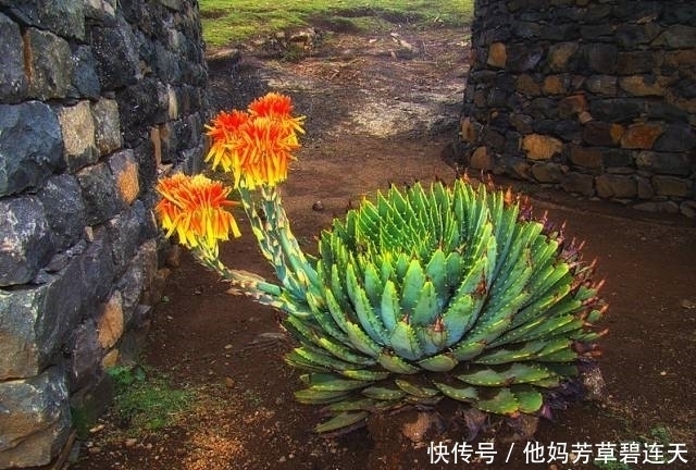 这个小盆栽居然卖600多万,快看看你家有没有!