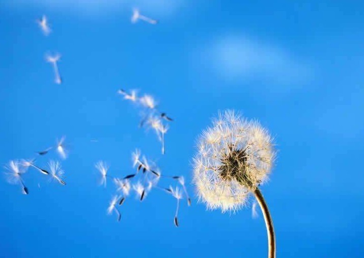 全球最贵兰花，在中国发现，形状怪异，价值1500万