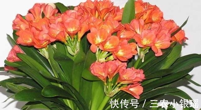 君子兰|家里养花“讲究大”,2种花“镇宅”, 2种花旺家,要养起来