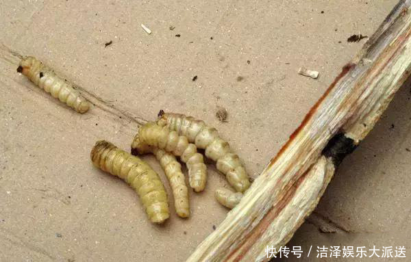 古代1斗米为几多斤
