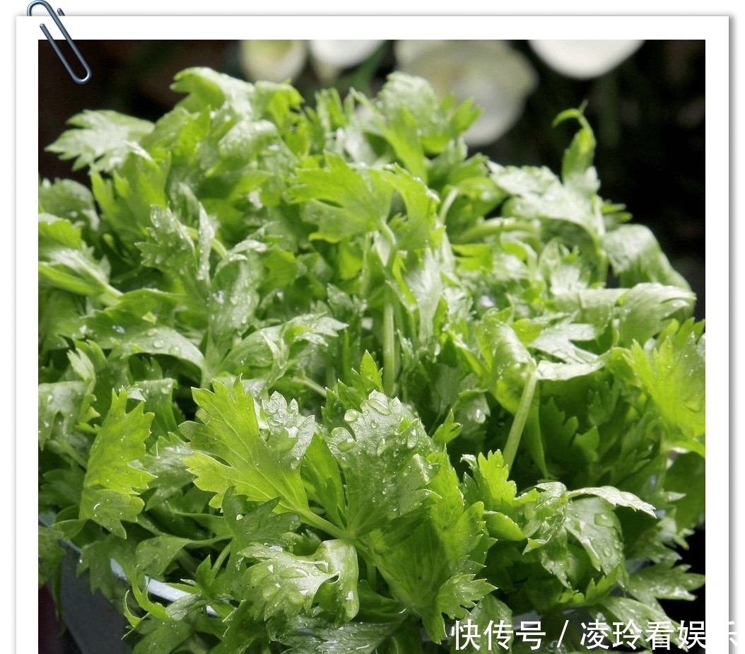 芹菜叶别光摊蛋饼了,试试这3种做法,简单又美味