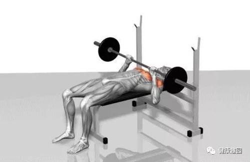 肱三头肌|肌肉群锻炼动作示意图，想练什么对号入座！