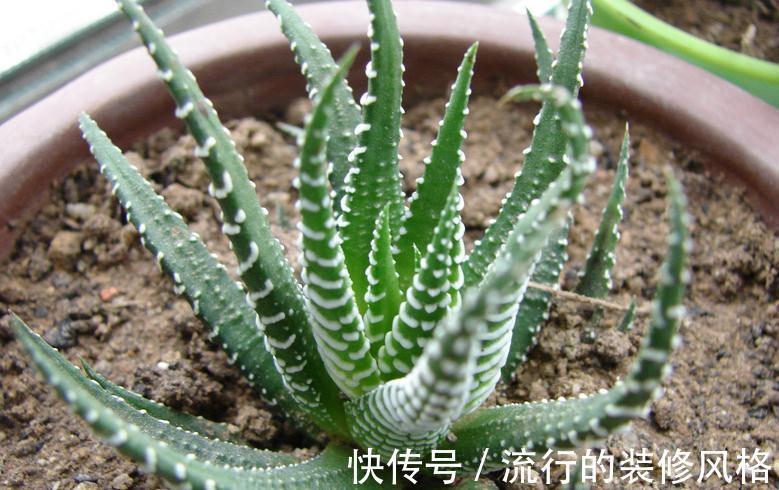 花盆|养条纹十二卷,打理好3点就不出状况,适合新人入坑练手