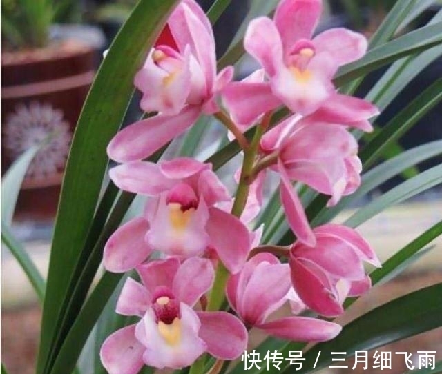 生活环境|建议每位养花人:阳台养花首选“香水之花”,花香浓郁、休养身心