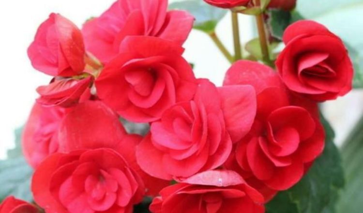 3种花美如仙，完胜牡丹还好养，给点水就疯长，寓意吉祥福连连！