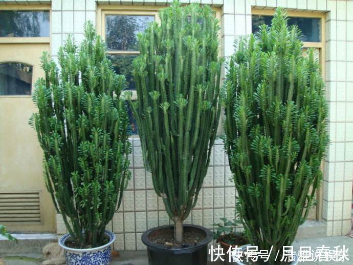 龙骨花|这三种花,虽然”丑“,但却能“镇宅”,还能吸收甲醛,值得养!