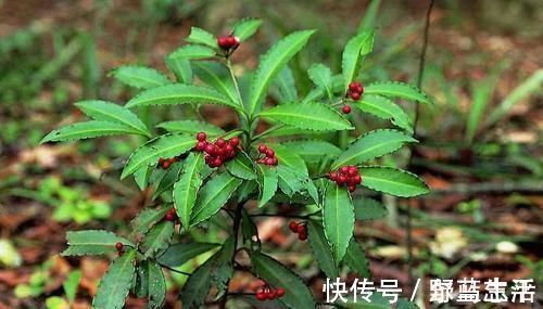 农村|灌木丛里的小红果,过去摘来当零食,殊不知是珍贵的“黄金万两”