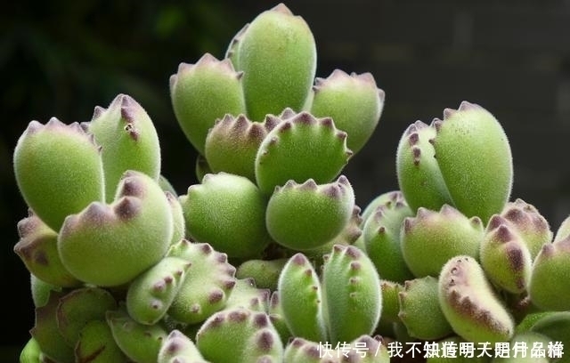 3款“爱哭鼻子”的多肉植物，名字很凄美，出了状态确让人很陶醉