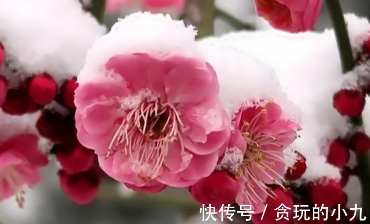 明代&梅开时节，梅花得意占群芳，邂逅古诗里的梅花韵致不输现场观光